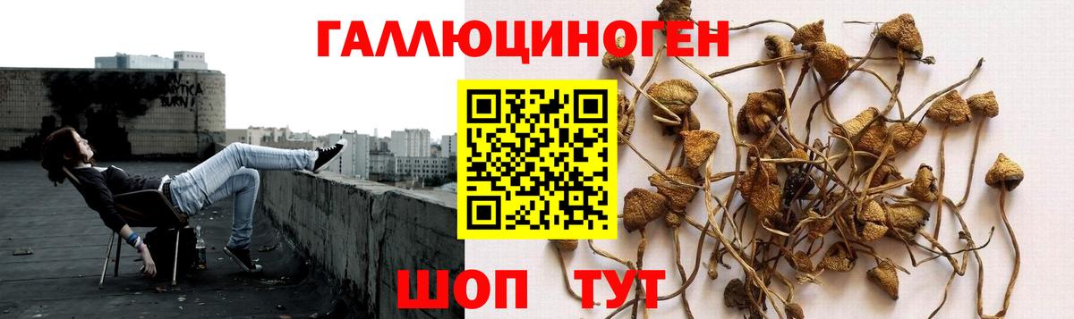 Галлюциногенные грибы GOLDEN TEACHER  Вход с VPN  где купить наркоту  Белгород 
